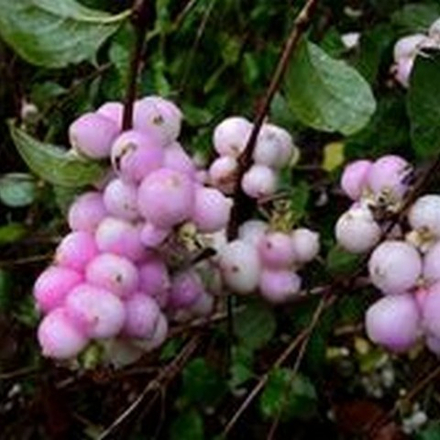 Снежноягодник доренбоза Мазер оф Перл С20 40-60