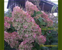 Гортензия метельчатая Диамантино- Алмаз (Hydrangea paniculata `Diamantino`)