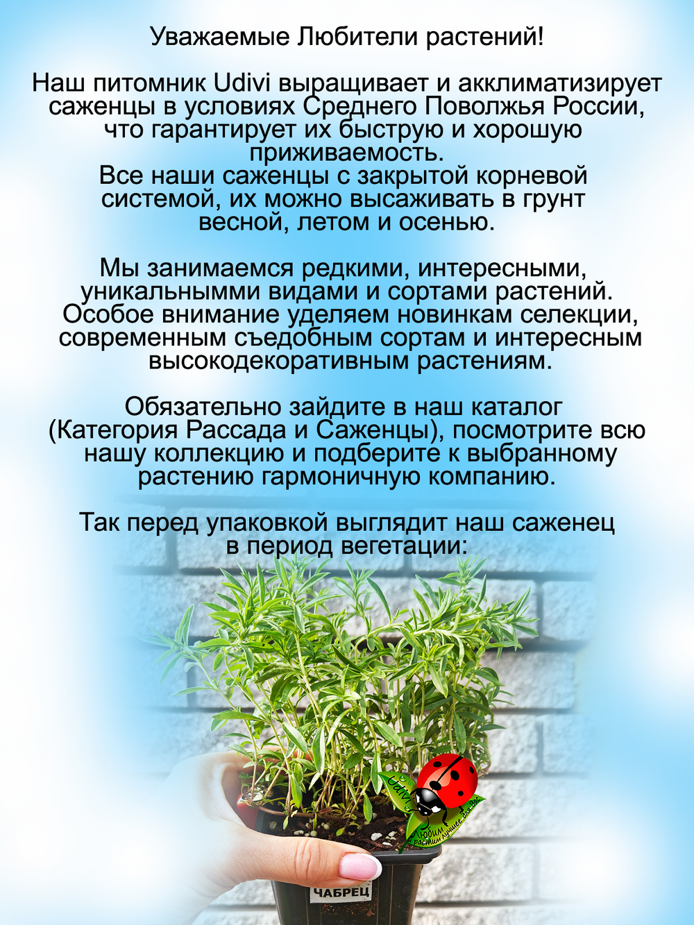 Чабрец тимьян лечебный трава для чая