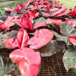 Филодендрон PINK CARDINAL