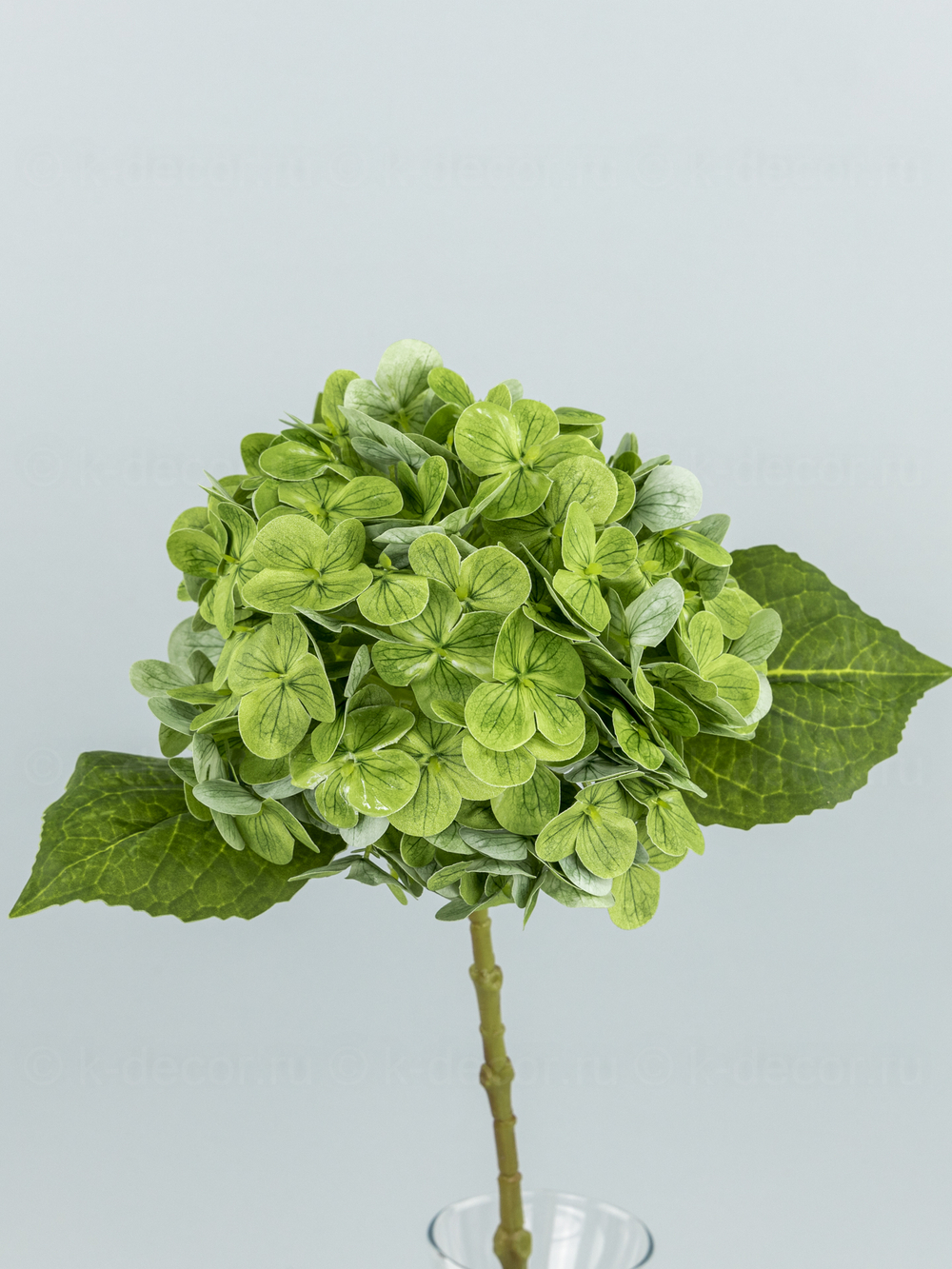 Гортензия одиночная Силикон