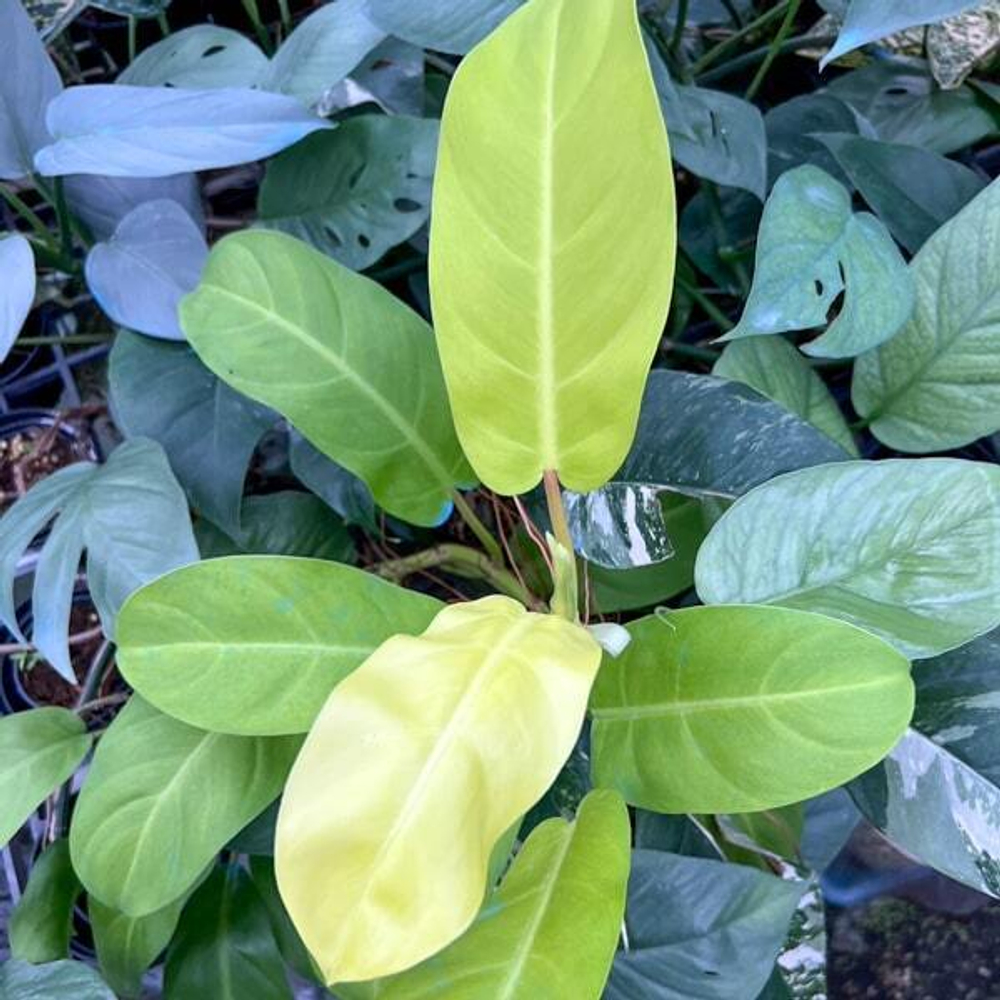 Филодендрон LEMON LIME