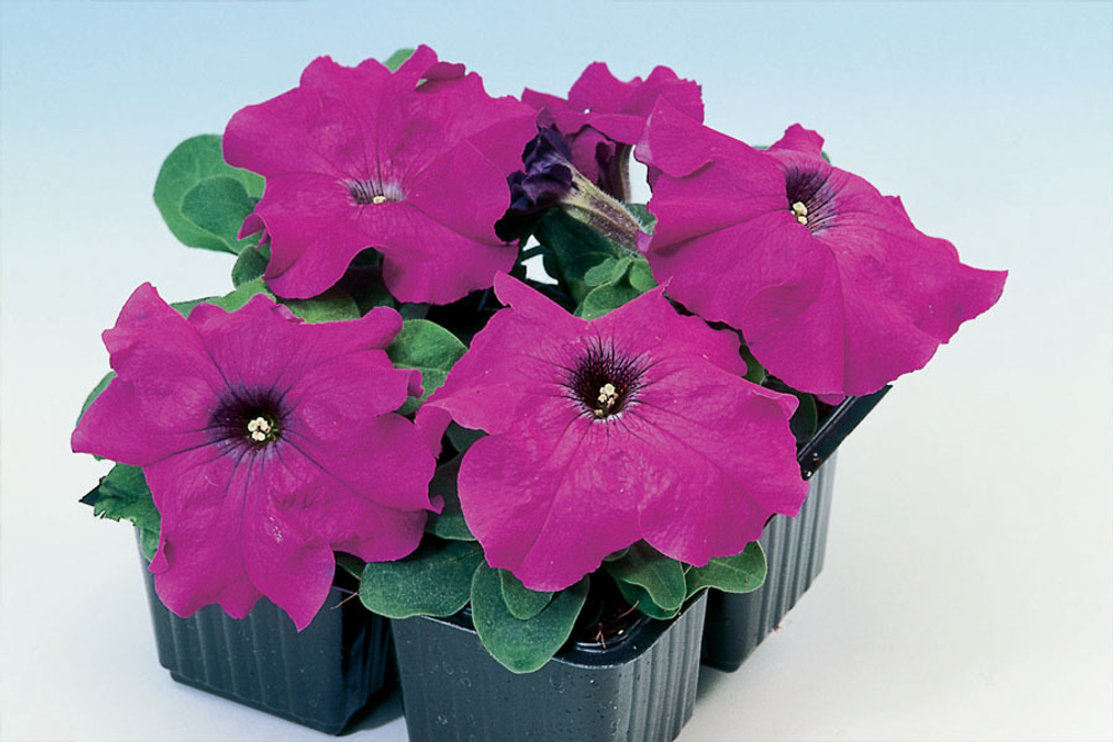 Петуния грандифлора Лимбо Джи Пи Виолет (100др) Витагрин Профи