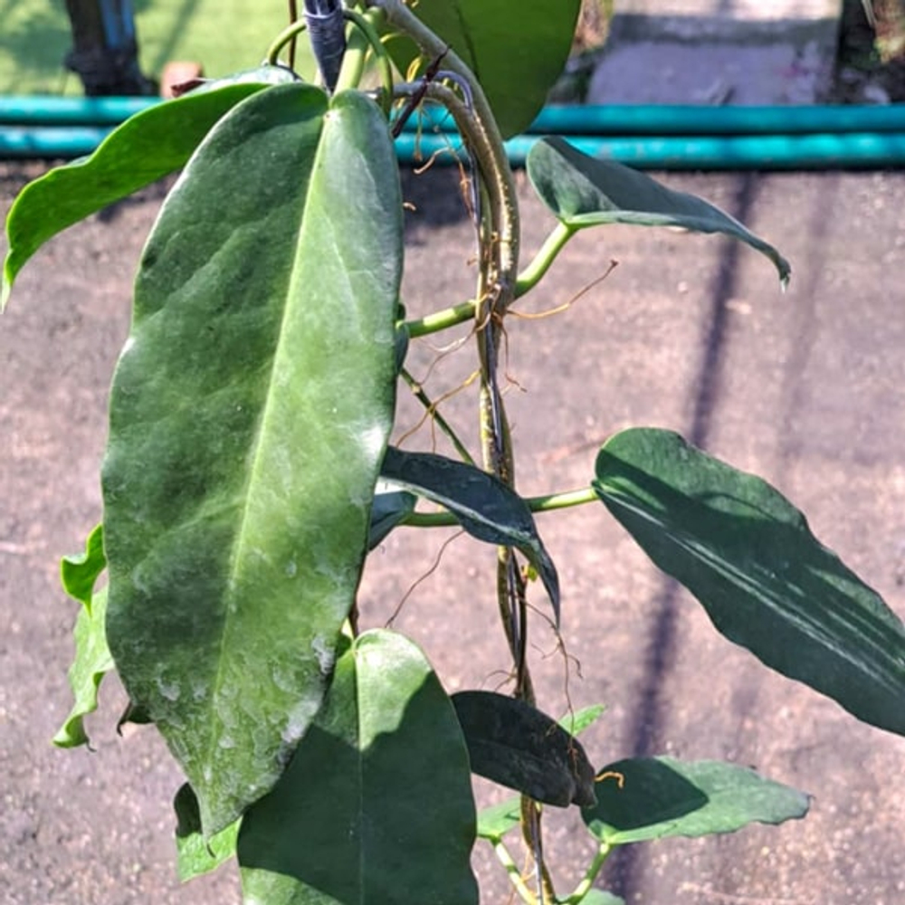 Хойя MACGILLIVRAYI