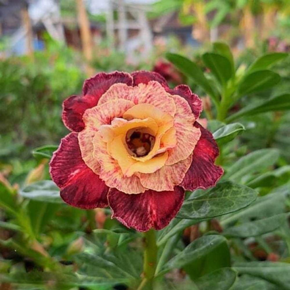 Адениум PAHAWANG