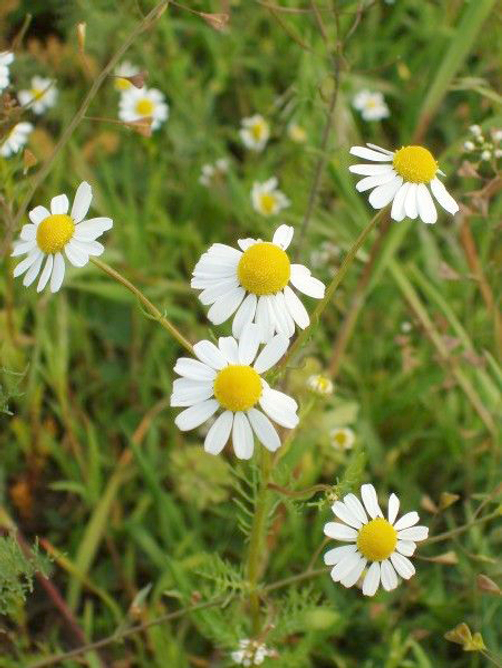 Ромашка аптечная (цветы)