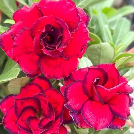 Адениум DAENG MAHA AMNAT