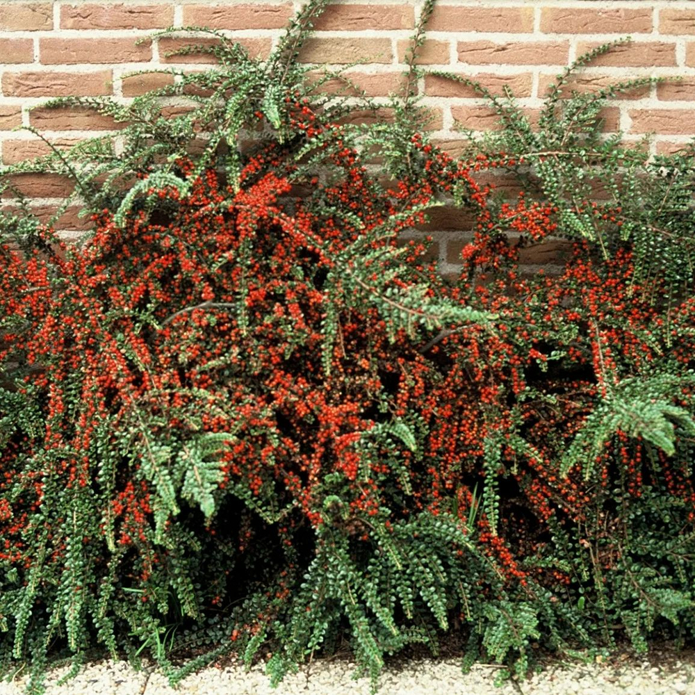 Кизильник горизонтальный C2 20-30