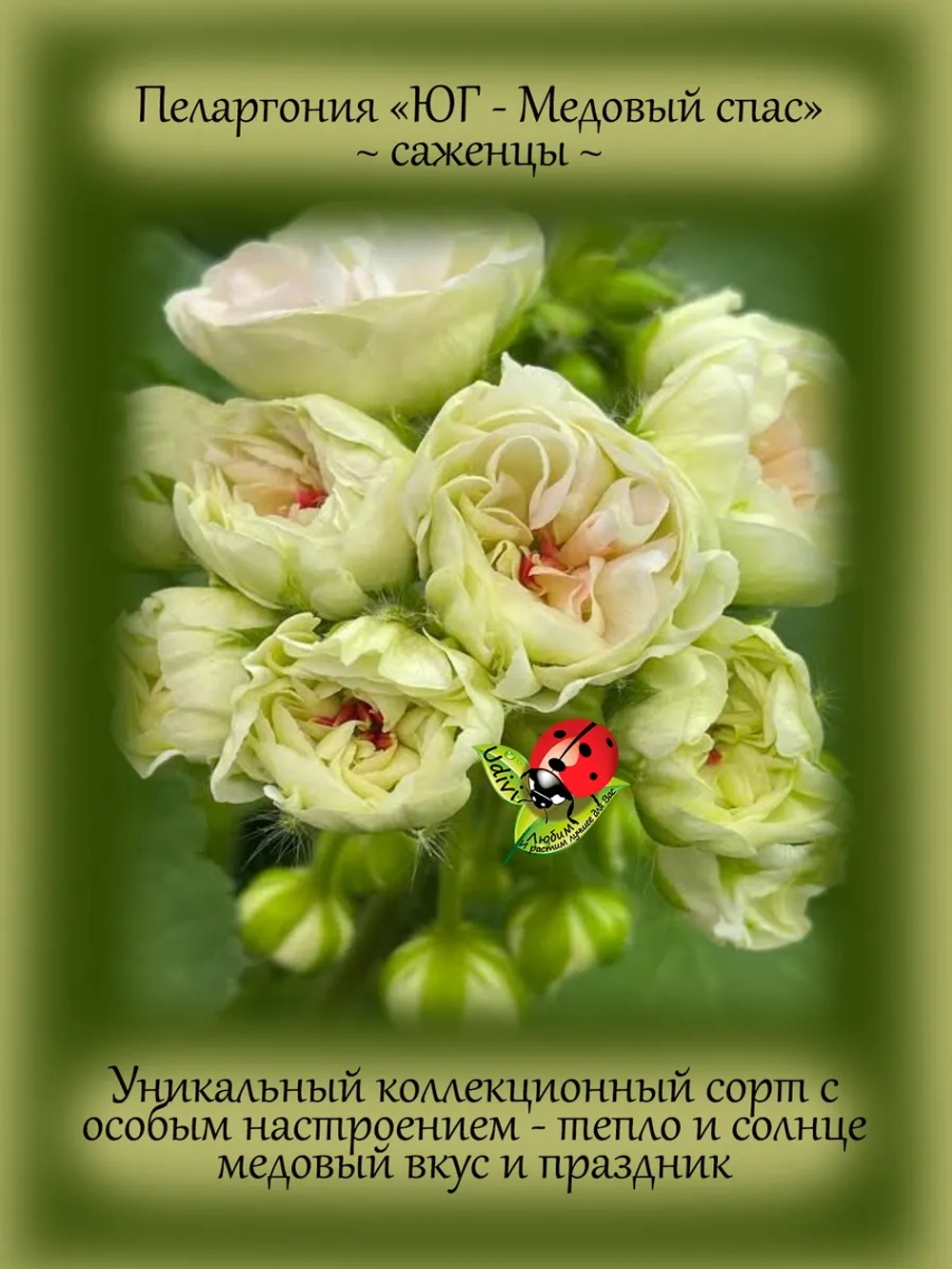 Пеларгония Юг Медовый спас розебудная