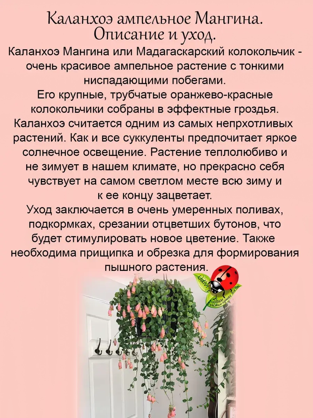 Каланхоэ ампельное Мангина