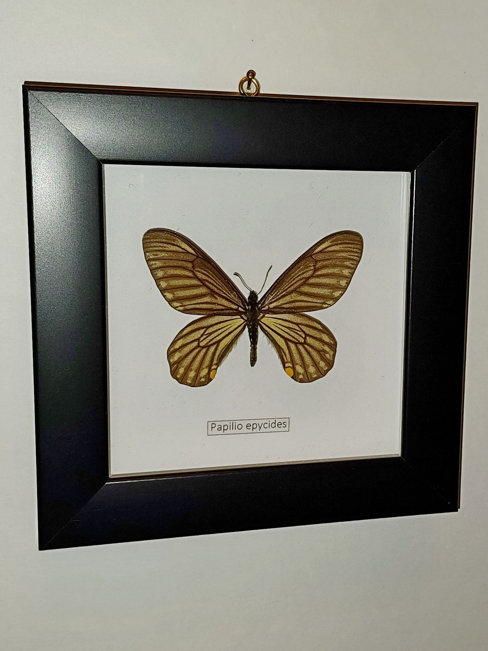 Парусник Papilio epycides в рамке