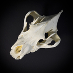 Череп бурой гиены