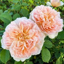 Ти Клиппер (Tea Clipper)