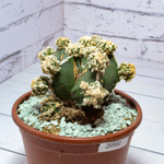 Astrophytum Myriostigma Hakujo Fukuryu (sct29590)