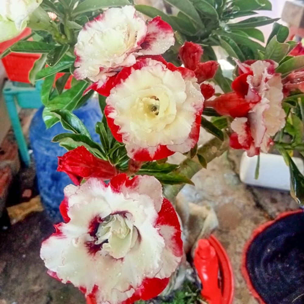 Адениум обесум 378