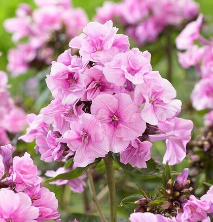 Флокс метельчатый Зенобия / Zenobia