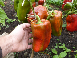 Перец Сладкий Гигантский — Big Bertha - Большая Берта