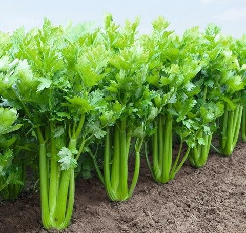 Сельдерей черешковый