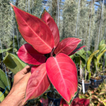 Аглаонема COCHIN BERRY (A65)