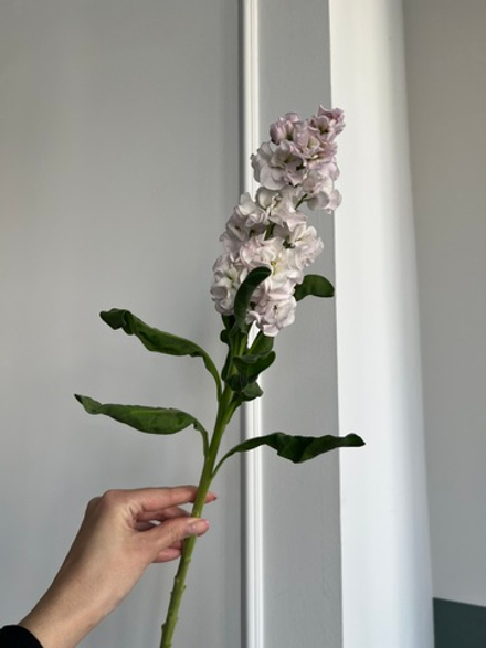 Маттиола розовая