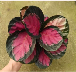 Калатея Lucky Goddess д.11