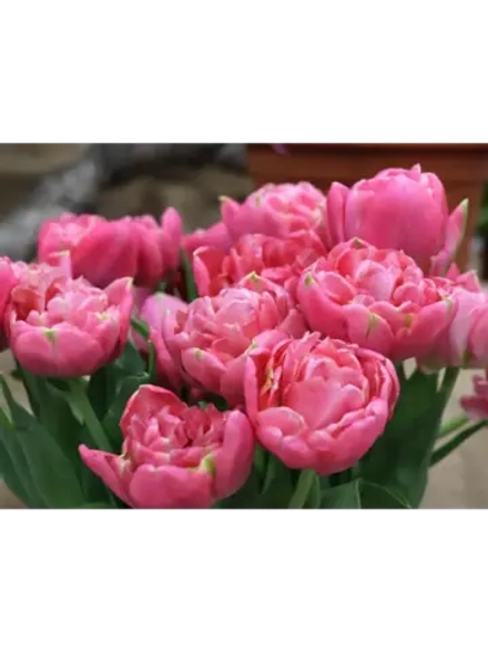 Луковицы тюльпанов пионовидные сорт SAN REMO (4 штуки)