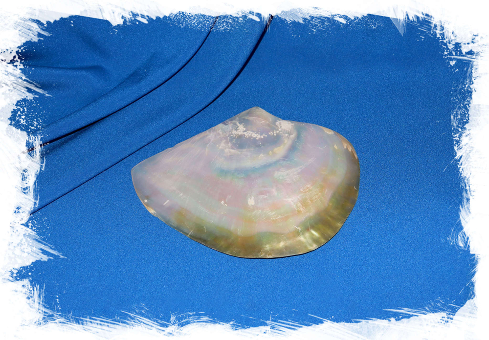 Ракушка перламутровая. Купить