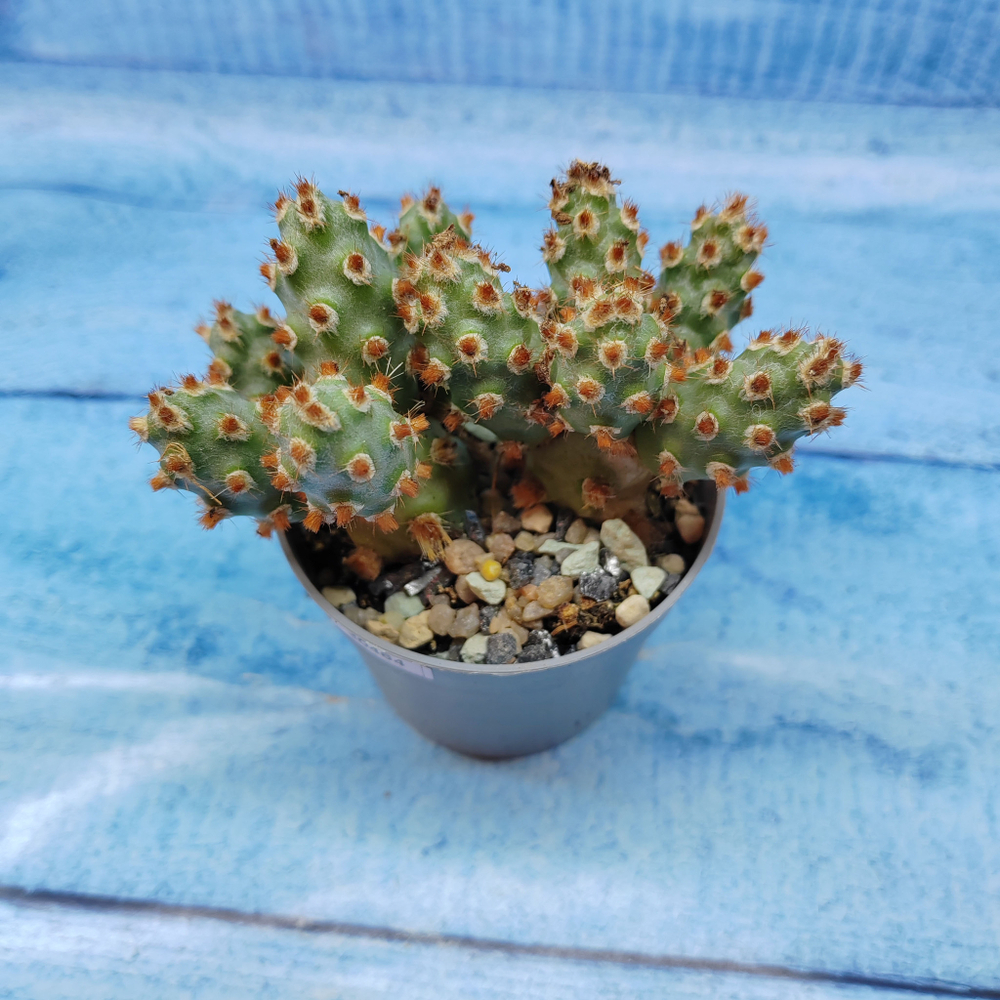 Tephrocactus Molinensis Red Glochids (Тефрокактус)