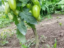 ЭРКОЛЬ F1 семена томата (Syngenta | Alexagro)