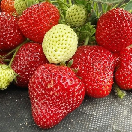 Земляника садовая ремонтантная (клубника) ФЛОРЕНТИНА