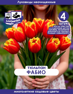Тюльпан Луковица, Фабио 4 шт. крупные