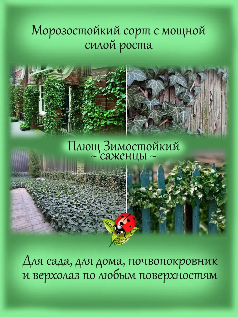 Плющ Морозостойкий хедера