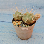 Tephrocactus Articulatus Papyracanthus (Тефрокактус)