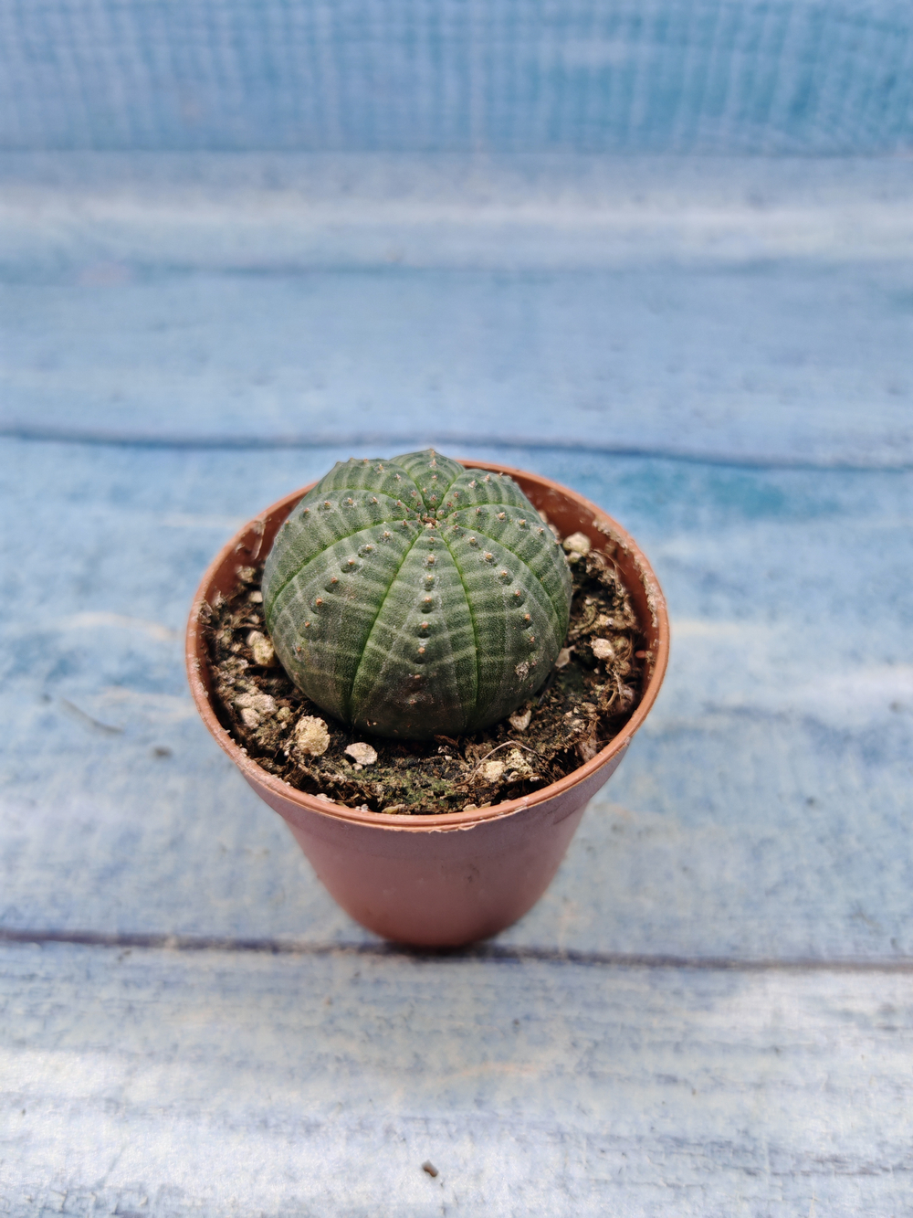 Euphoria Obesa (Эуфорбия)