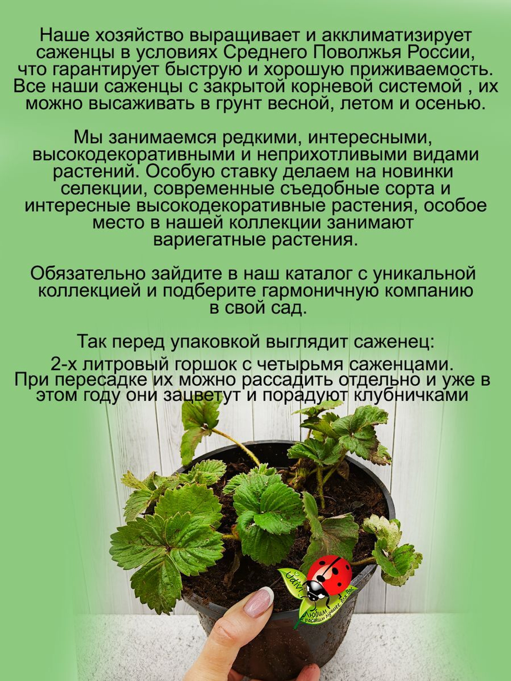 Клубника Королева Елизавета 2 ремонтантная