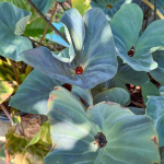 Колоказия KOPIKA