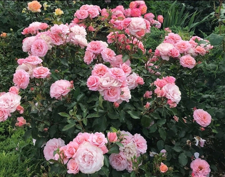 Botticelli (Ботичелли)