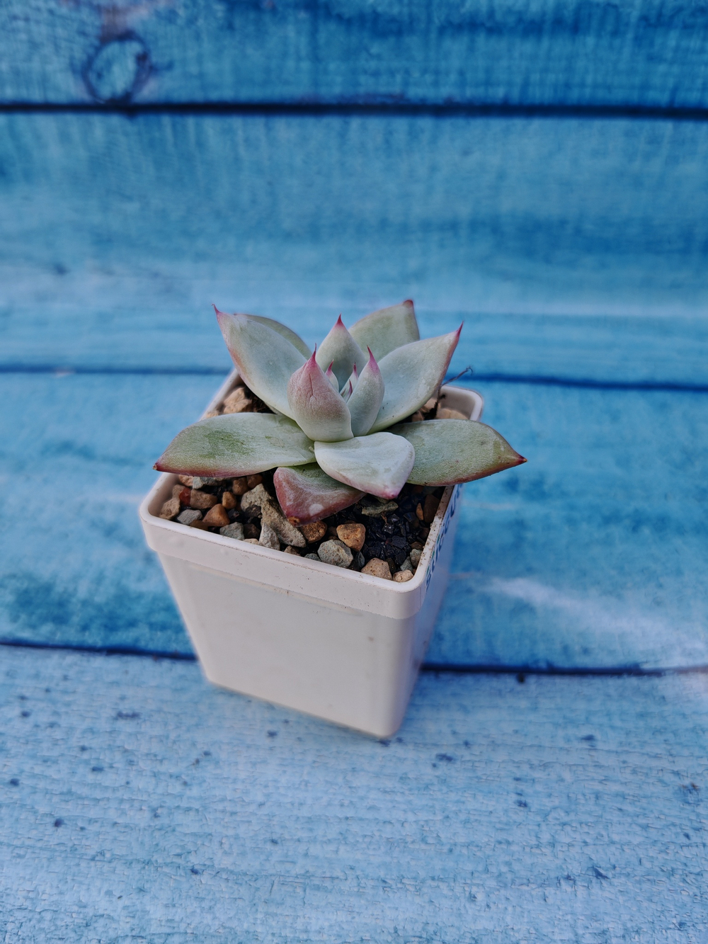 Echeveria Colorata Ice (Эхеверия)