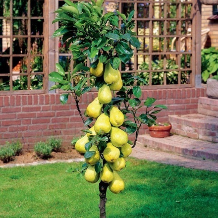 Груша колоновидная Сапфира