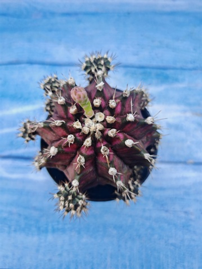 Gymnocalycium T-Rex Pink hybrid (Гимнокалициум T-rex)