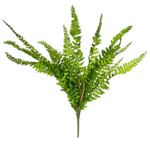 Папоротник нефролепис 70 см.