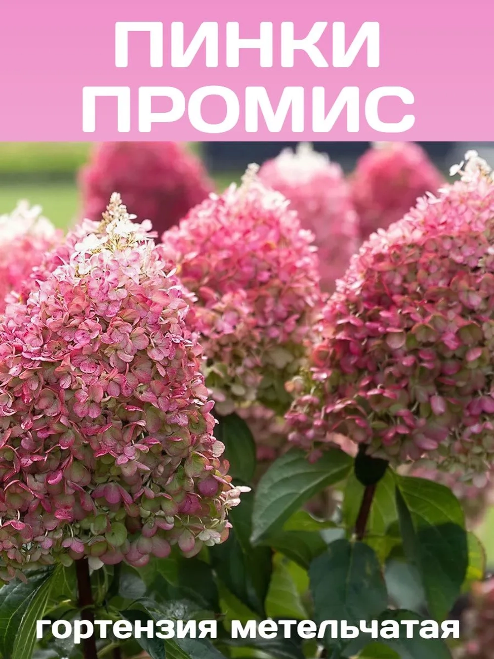 Пинк Промис гортензия метельчатая