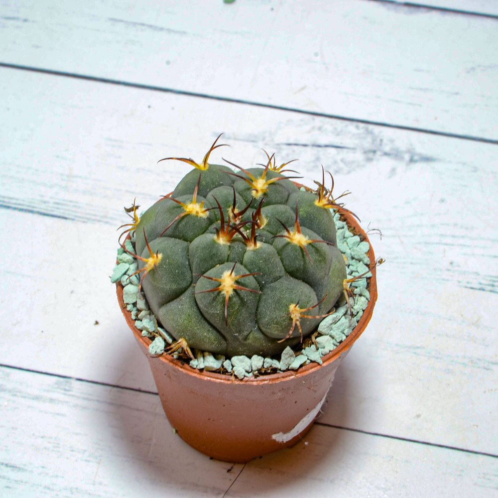 Gymnocalycium Pflanzii (Гимнокалициум)
