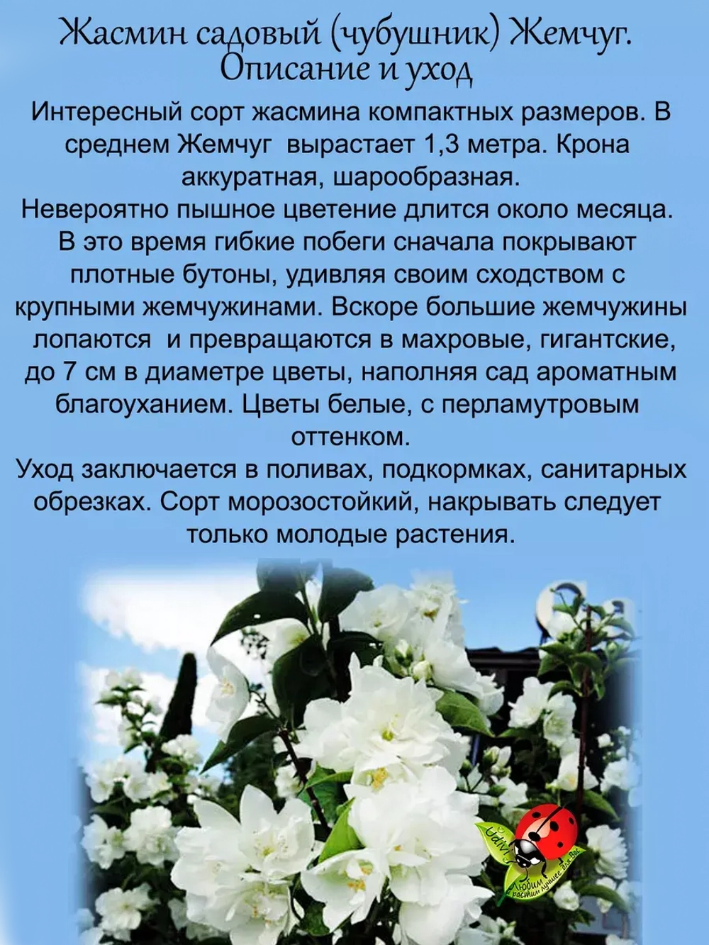 Жасмин садовый Жемчуг чубушник
