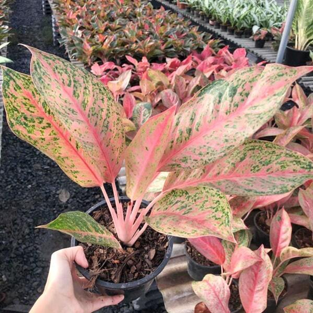 Аглаонема LAK SAB