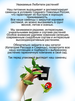 Клематис виноградолистный Ломонос