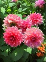 Георгин бордюрный Берлинер Клайн