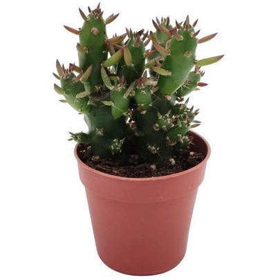 Купить живые суккуленты 🌵 Интернет-магазин суккулентов EnjoyPlants