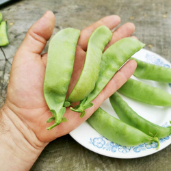 Горох Гигантский Сахарный Орегонский - Oregon Giant Pea