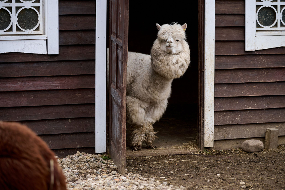 Праздник в стиле Гжель